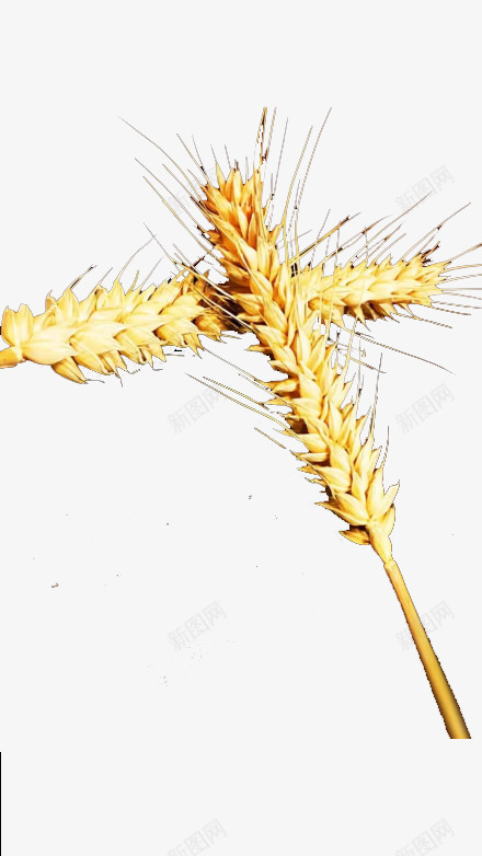 两棵小麦png免抠素材_新图网 https://ixintu.com 两棵 农作物 小麦 粮食