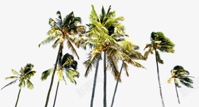 阳光下的椰子树png免抠素材_新图网 https://ixintu.com 椰子树 阳光
