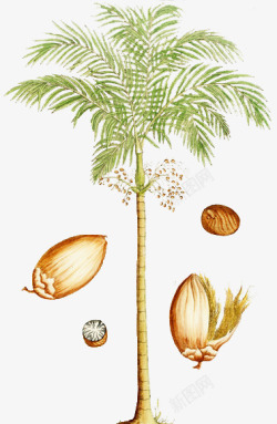 棕榈科手绘棕榈果果实高清图片