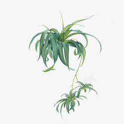 绿色吊兰植物高清图片