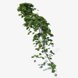 多根满墙绿色垂吊植物多根绿色藤蔓垂吊植物高清图片