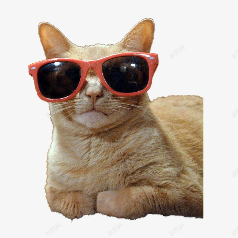 带着眼镜的橘猫png免抠素材_新图网 https://ixintu.com 卧着 微笑 戴眼镜的猫 橘猫 红框眼镜 肥猫 长耳朵 长胡须