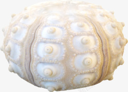 棕色白纹球形海螺素材