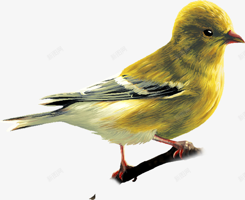 摄影黄色的小鸟造型png免抠素材_新图网 https://ixintu.com 小鸟 摄影 造型 黄色