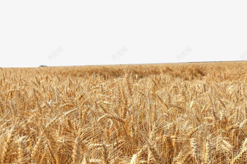 金色麦穗png免抠素材_新图网 https://ixintu.com 农业科技 农作物 小麦 庄稼 植物 粮食 麦穗