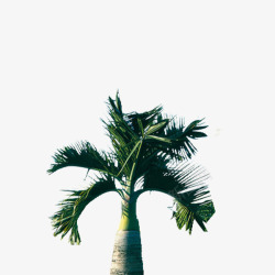 矮小矮小棕榈树高清图片