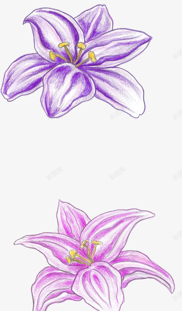 手绘的紫色和粉色的百合花png免抠素材_新图网 https://ixintu.com 手绘 百合 粉百合 紫百合 鲜花