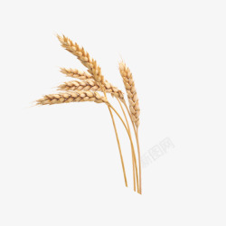 成熟的小麦素材