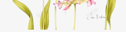 多种手绘水彩花卉装饰图案png免抠素材_新图网 https://ixintu.com 多种花卉 手绘 水彩 花卉 装饰图案