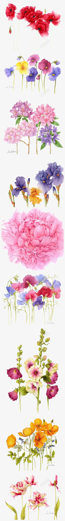 多种花卉多种手绘水彩花卉装饰图案高清图片