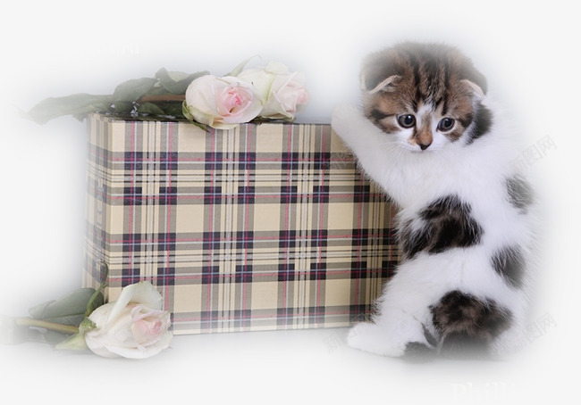 可爱猫咪方格箱子白色花朵png免抠素材_新图网 https://ixintu.com 可爱猫咪 方格箱子 白色花朵