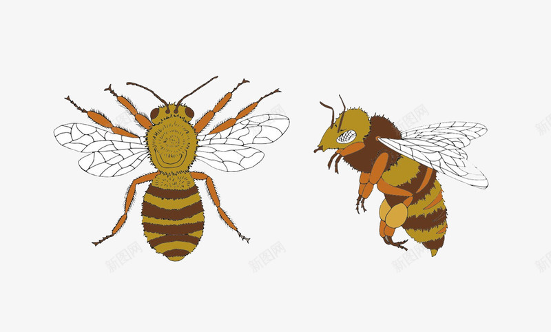 两只小蜜蜂png免抠素材_新图网 https://ixintu.com 彩色 昆虫 翅膀 黄色