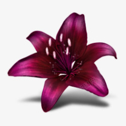 紫红色花朵百合花素材