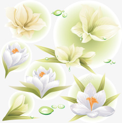 5朵白色百合花素材