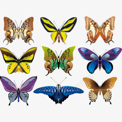 彩色飞蛾写实蝴蝶高清图片
