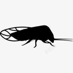 木虱昆虫形状的木虱图标高清图片