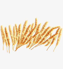 金色麦穗麦子素材