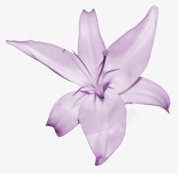紫色百合花素材
