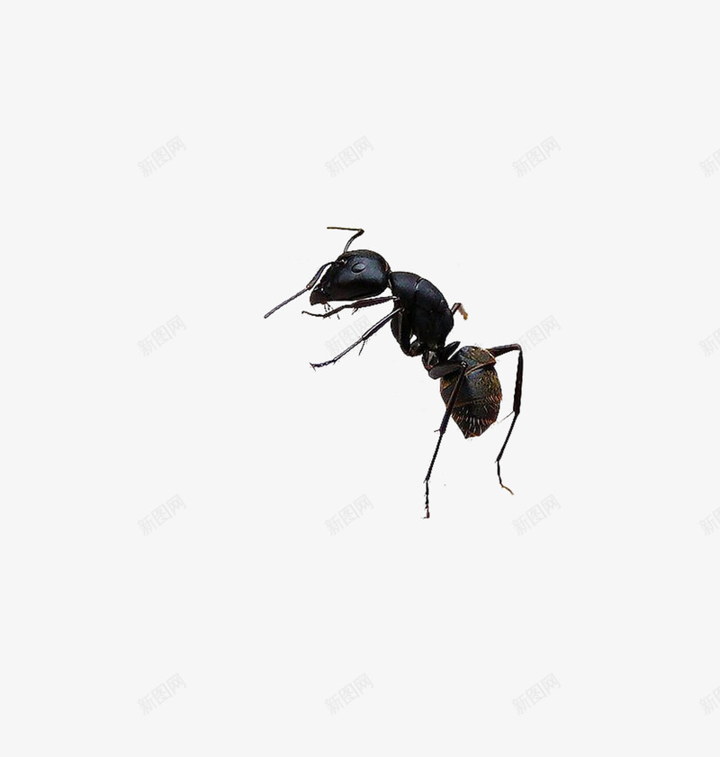 黑蚂蚁png免抠素材_新图网 https://ixintu.com 动物 昆虫 蚂蚁