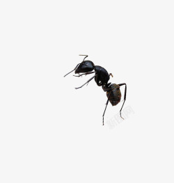 黑蚂蚁素材