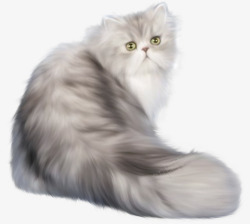 高雅气质高雅气质的英国猫高清图片