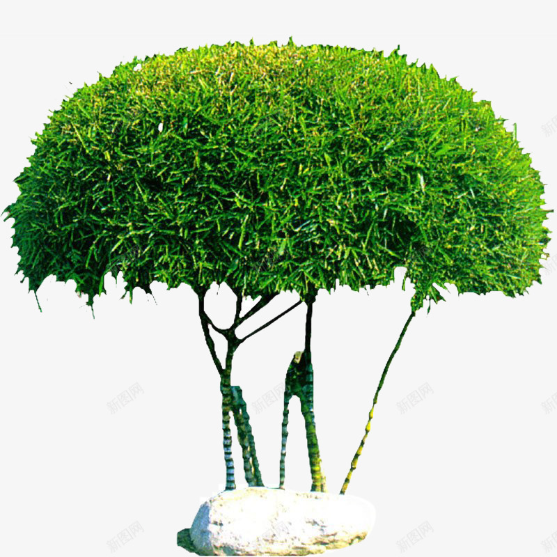 蘑菇造型树png免抠素材_新图网 https://ixintu.com 植物 清新 绿色