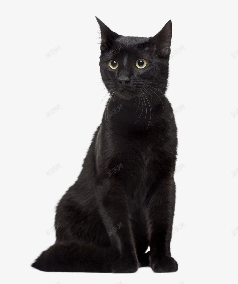 卡通手绘可爱的猫png免抠素材_新图网 https://ixintu.com 创意 动漫动画 卡通手绘 可爱的猫咪 简约 黑色