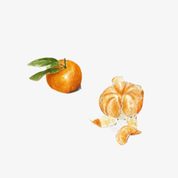 橘子手绘画片素材