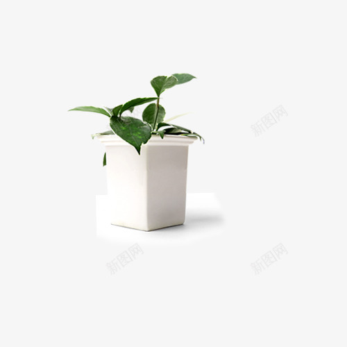 白色花盆中的绿色植物psd免抠素材_新图网 https://ixintu.com 实物 白色 绿色植物 花盆