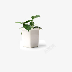白色花盆中的绿色植物素材