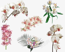 花卉线描手绘花卉素材