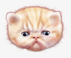 委屈表情的猫咪猫高清图片