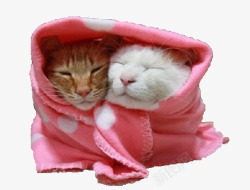 毛毯包裹的两只猫咪片素材