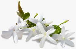 盛开的白色花卉素材