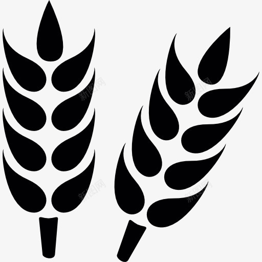 小麦近图标png_新图网 https://ixintu.com 小麦 小麦植株 谷物 食品
