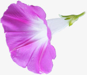 唯美喇叭花紫色唯美喇叭花高清图片