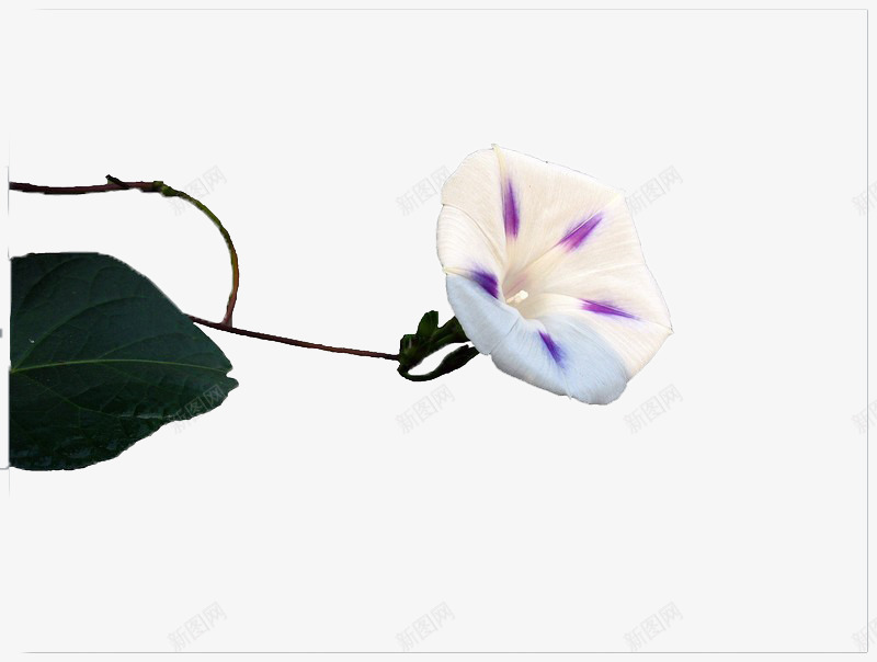 白色的喇叭花png免抠素材_新图网 https://ixintu.com 喇叭花 植物 白色 花朵