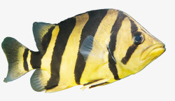 黄色观赏鱼黑白斑马线鱼高清图片