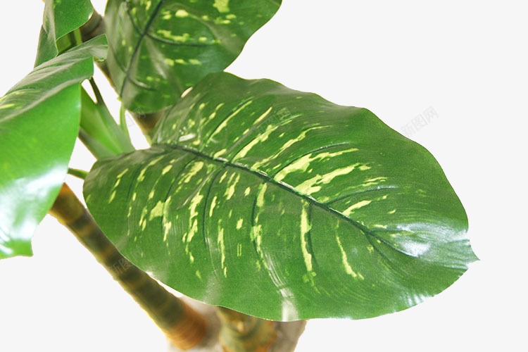 绿色芭蕉树叶png免抠素材_新图网 https://ixintu.com 树木装饰 热带植物 绿叶 芭蕉树叶