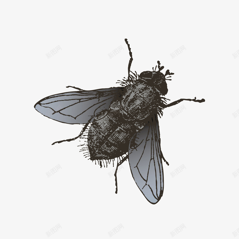 黑色苍蝇png免抠素材_新图网 https://ixintu.com 昆虫 素材 苍蝇 黑色