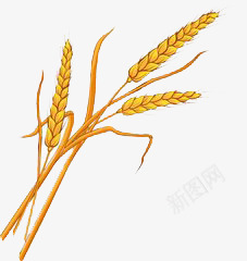 小麦子png免抠素材_新图网 https://ixintu.com 创意 小麦 手绘 简约