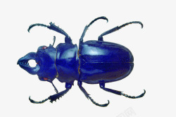 蓝色甲壳虫蓝色甲壳虫高清图片