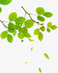 合成绿色的树叶造型效果png免抠素材_新图网 https://ixintu.com 合成 效果 树叶 绿色 造型