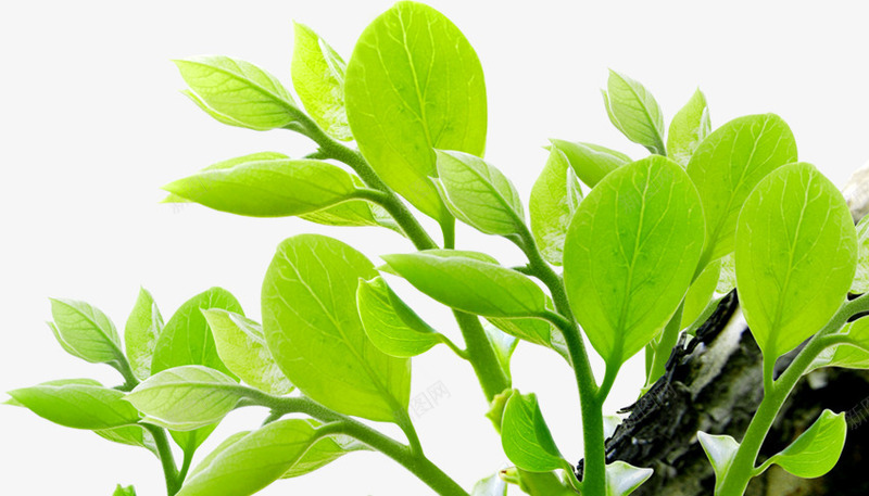 绿色清爽树叶植物png免抠素材_新图网 https://ixintu.com 树叶 植物 清爽 绿色