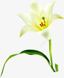 白色水彩百合花朵素材