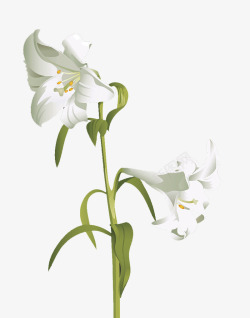 白合花手绘百合装饰花卉高清图片