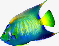绿色海鱼热带鱼高清图片