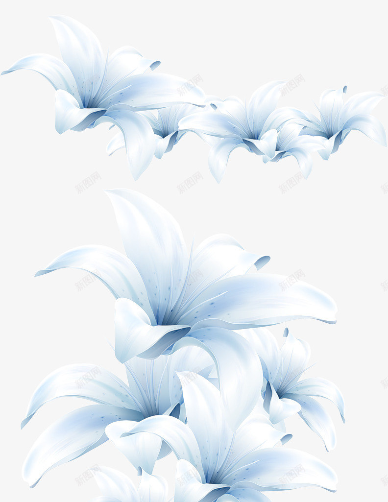 白色百合花朵海报png免抠素材_新图网 https://ixintu.com 海报 白色 百合 花朵
