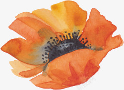 橘色虞美人手绘水彩花朵高清图片