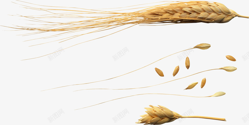 小麦实物png免抠素材_新图网 https://ixintu.com 丰收 农作物 实物 小麦庄稼 庄稼 食物 高清小麦免抠png实物